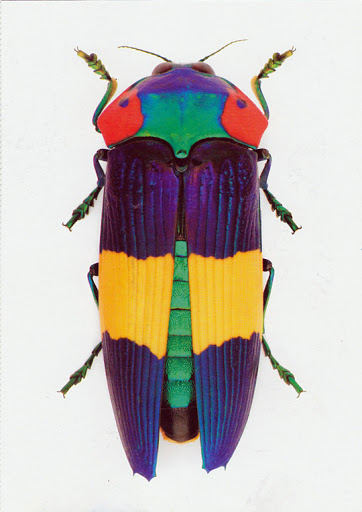 bug