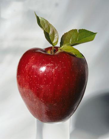 apple