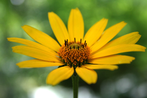 giverny_daisy