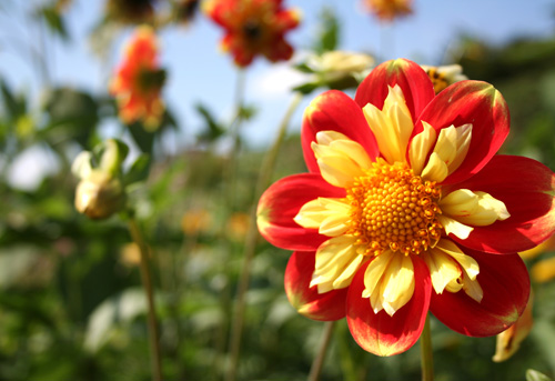 giverny_flower_001