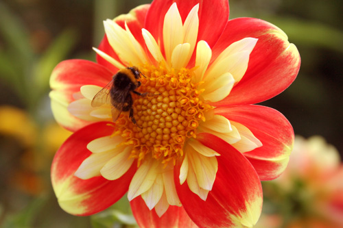 giverny_flower_002