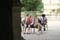 drawing in Luxembourg Gardens