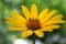 giverny_daisy