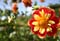 giverny_flower_001