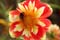 giverny_flower_002